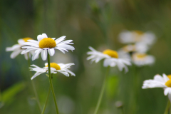 Gaenseblume