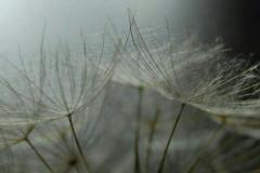 Natur