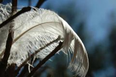 Natur