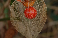 Physalis