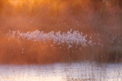 Wollgras im Sonnenaufgang