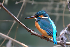 Eisvogel im Ansitz