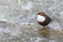 Wasseramsel