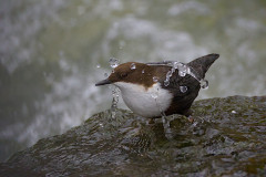 Wasseramsel bei der Futtersuche