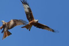 Zwei Rotmilane im Luftkampf